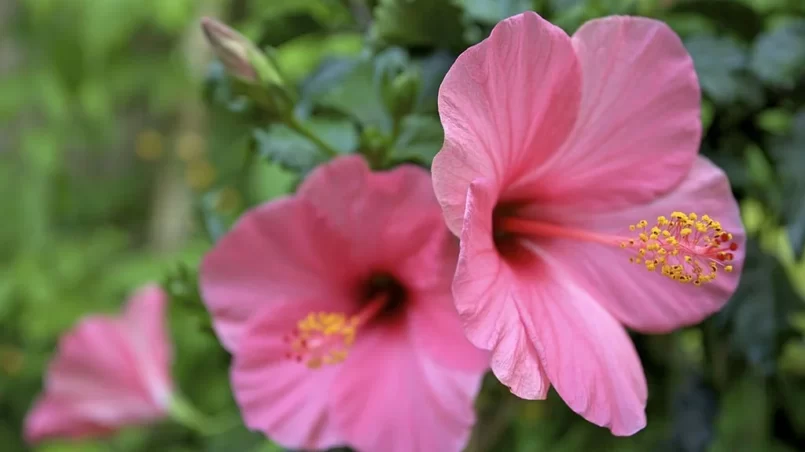 Pink hibiscus