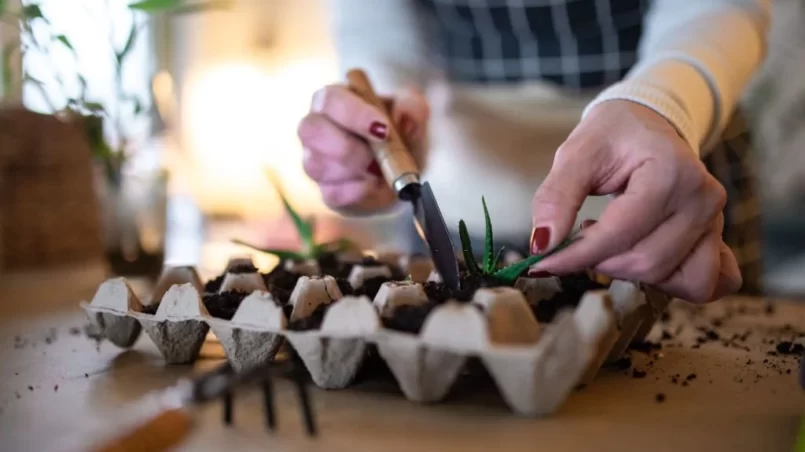 planting succulent seed in an egg carton