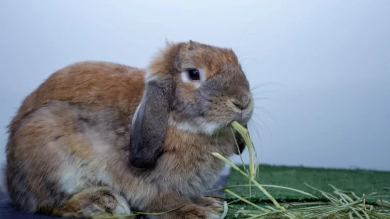 rabbit eating grass