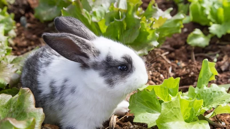 rabbit eating lettuce in garden
