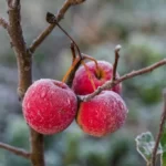 red apples on tree in the first frost