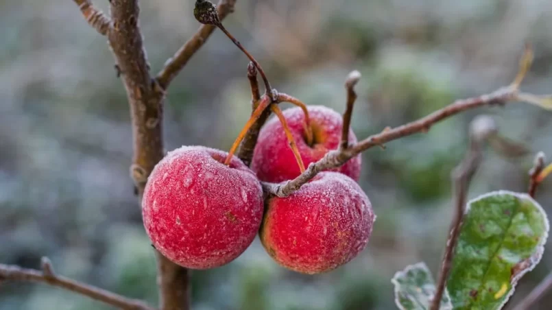 red apples on tree in the first frost