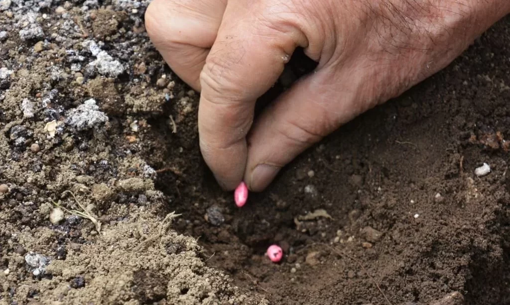 seeds in soil hole