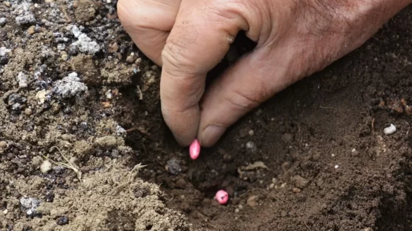 seeds in soil hole