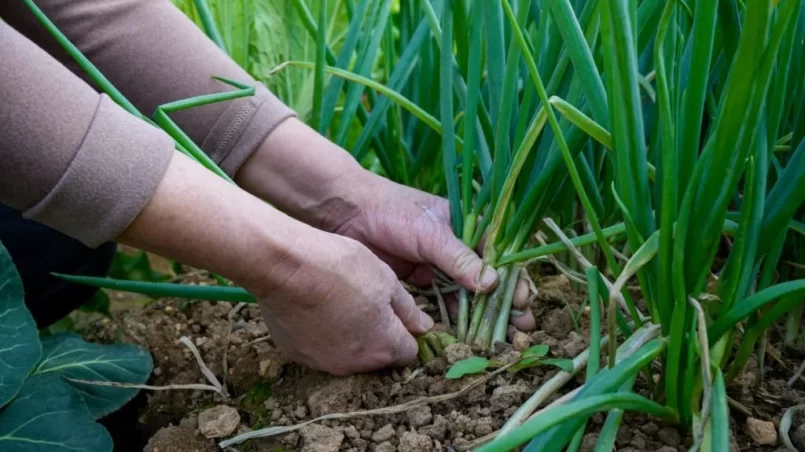 Trimming Scallions