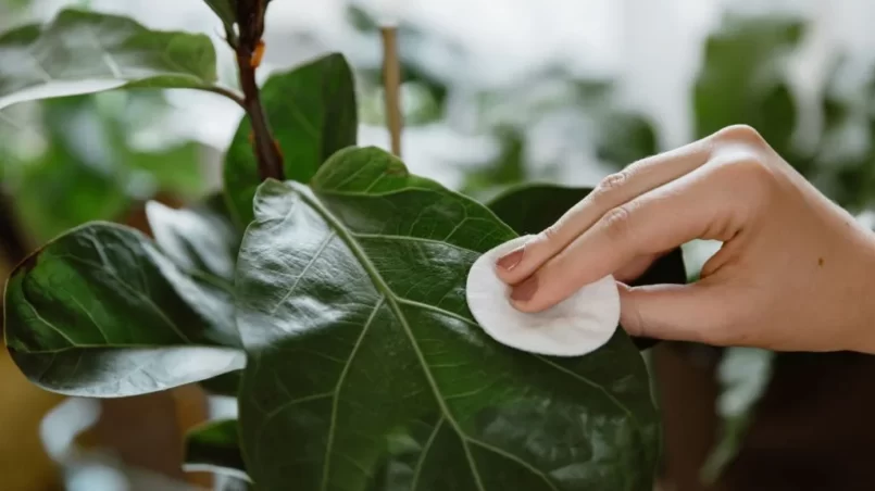 wiping dust off green leaves of fiddle leaf fig