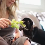 woman feeds her rabbit celery