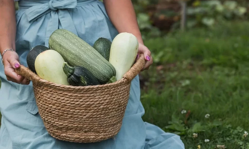 women holds zucchini