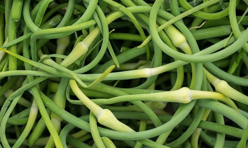 A bunch of freshly picked Garlic Scapes