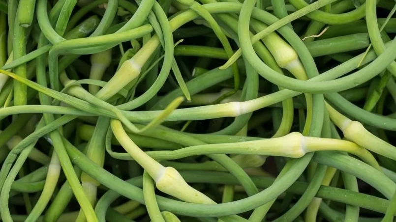 A bunch of freshly picked Garlic Scapes