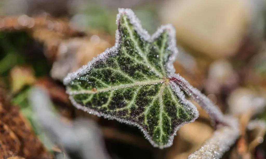 A frosty single ivy leaf