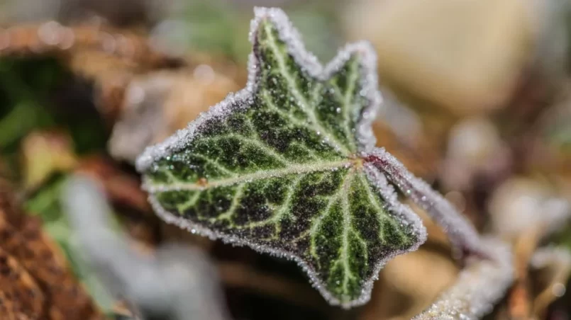 A frosty single ivy leaf