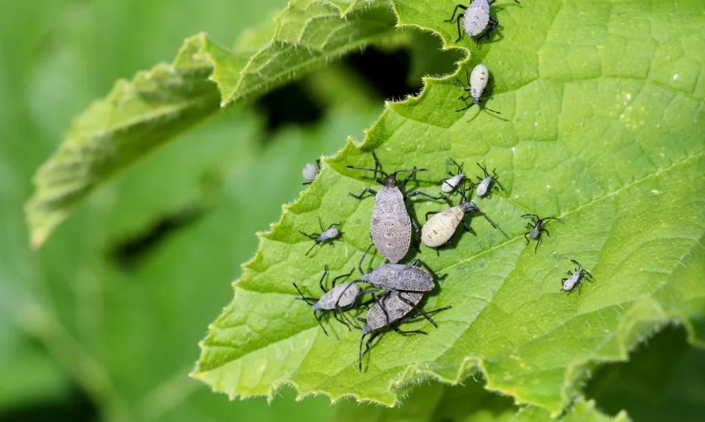 A group of adult squash bugs and nymphs