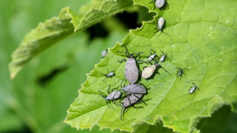 A group of adult squash bugs and nymphs