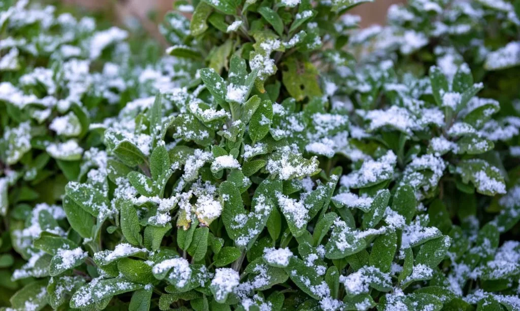 A light dusting of snow on sage leaves