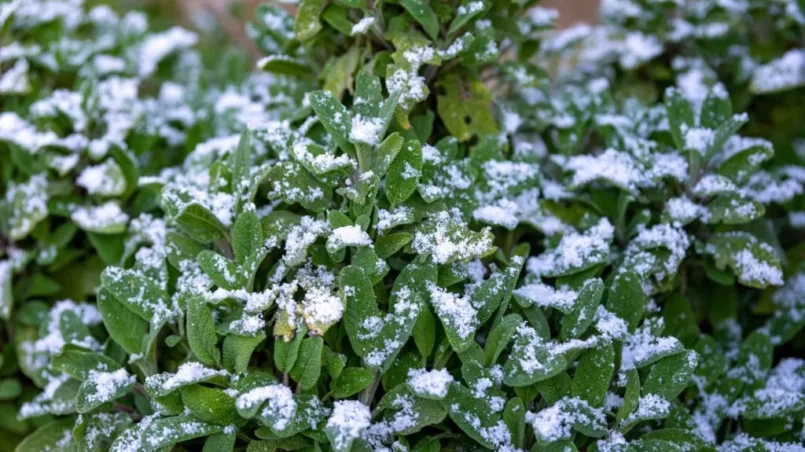 A light dusting of snow on sage leaves