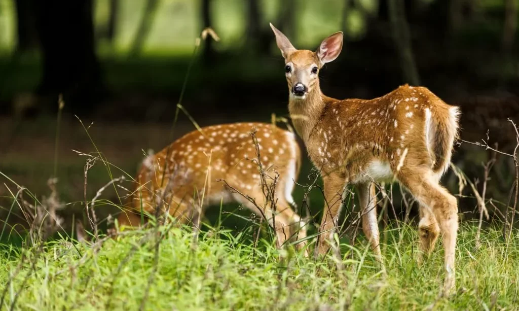 A pair of whitetail deer fawns