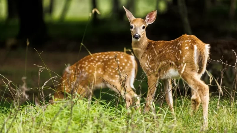 A pair of whitetail deer fawns