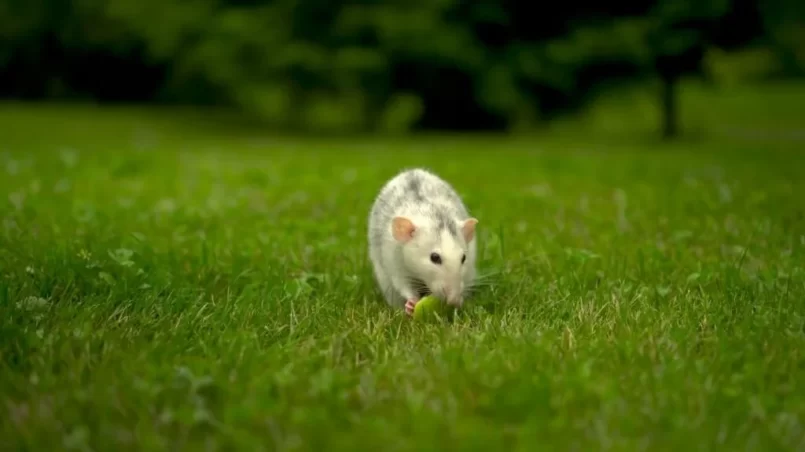 A white rat sits on the grass and eats