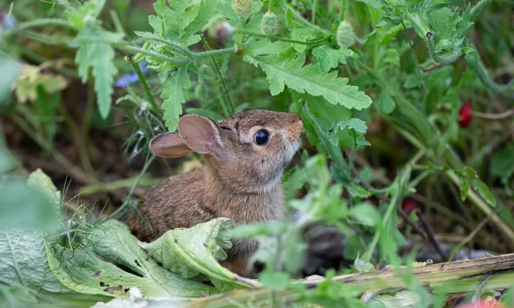 A wild baby rabbit feeding on herbs in a garden