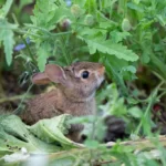A wild baby rabbit feeding on herbs in a garden