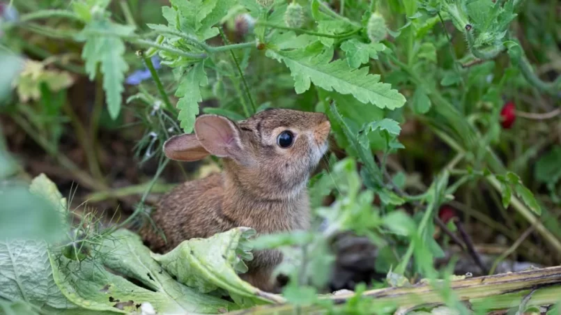 A wild baby rabbit feeding on herbs in a garden