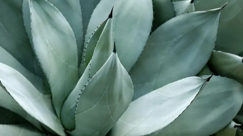 Agave leaves