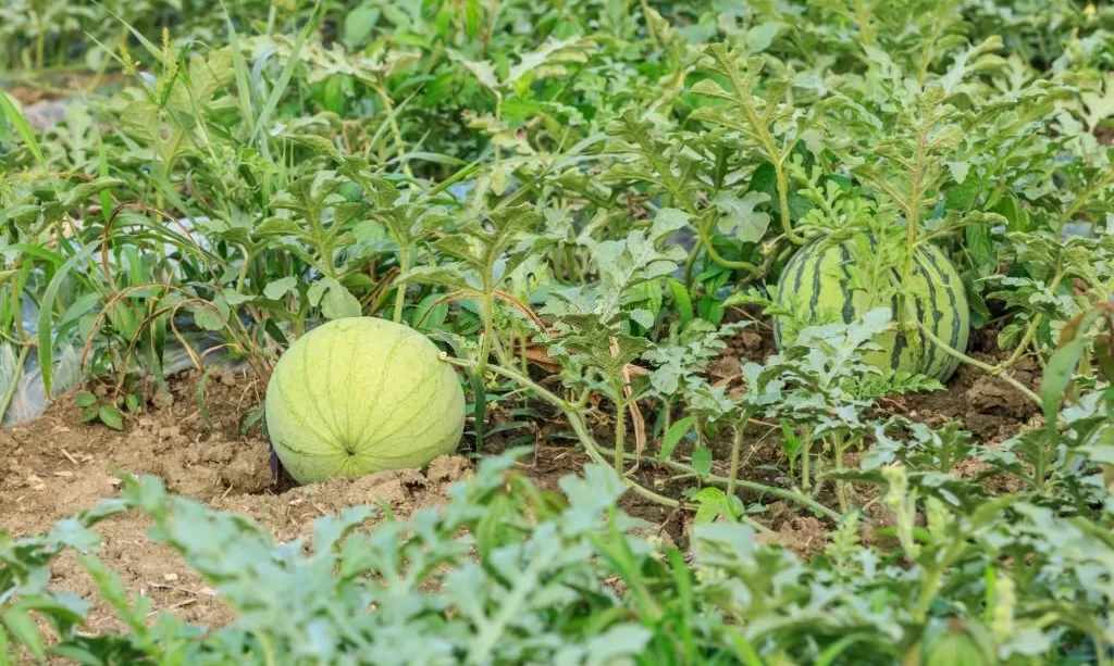 Agricultural watermelon field