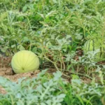Agricultural watermelon field