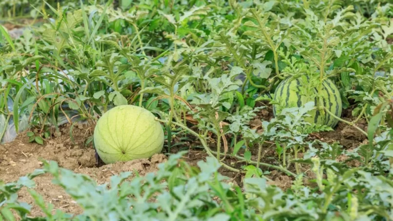 Agricultural watermelon field