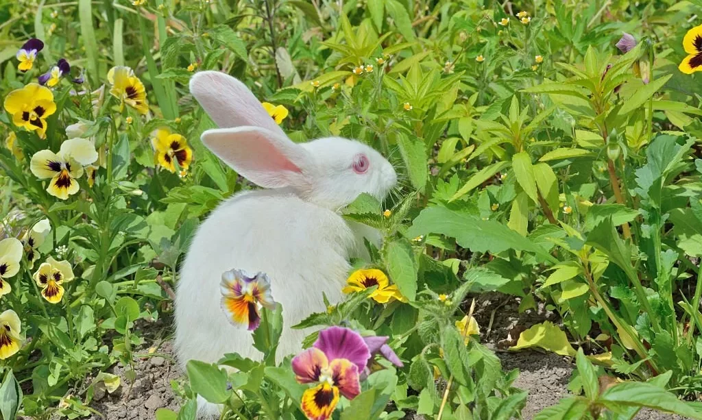 Albino rabbit near pansies