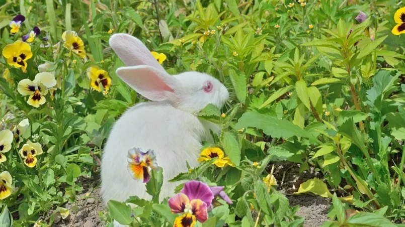 Albino rabbit near pansies