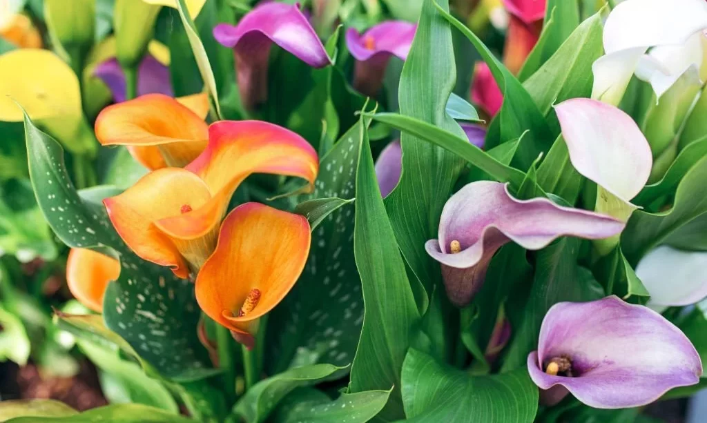 Amazing blooming colorful calla lilies pattern