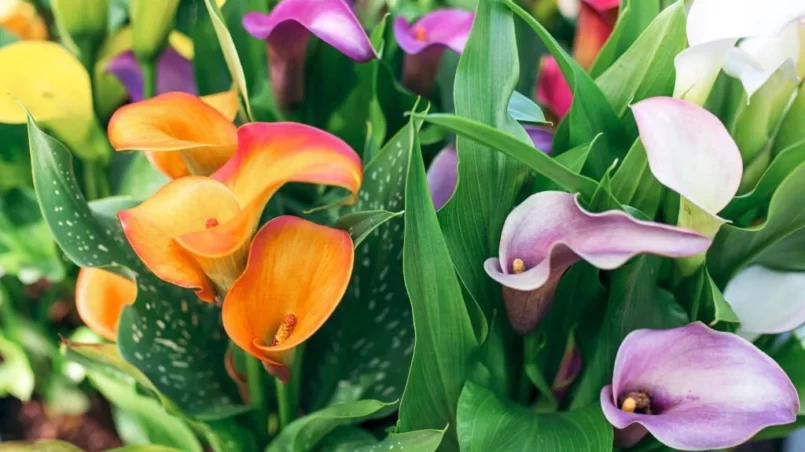 Amazing blooming colorful calla lilies pattern