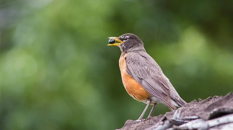 American Robin eating blueberry fruit