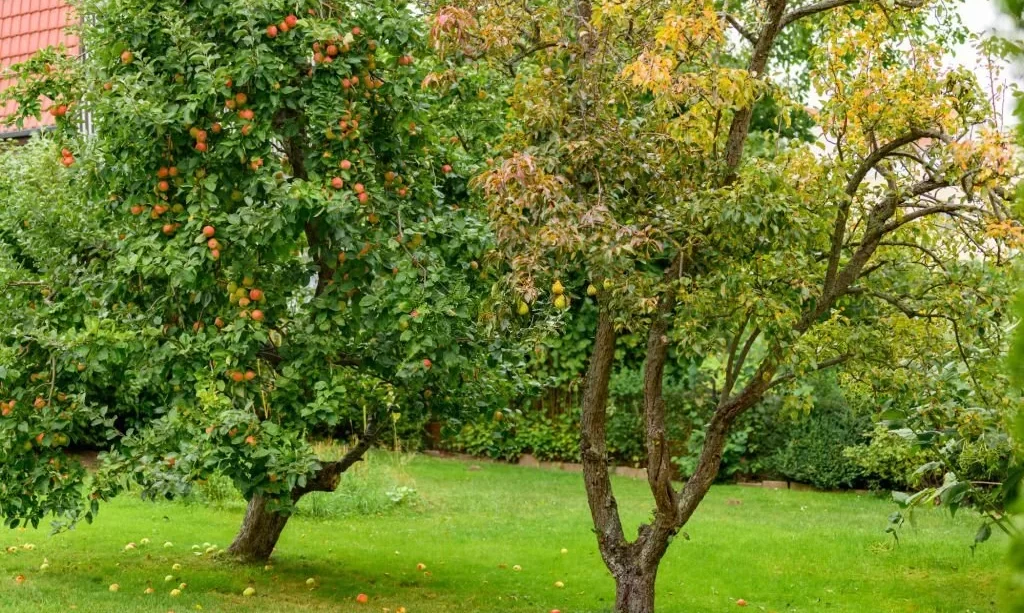 An apple tree standing in an orchard beside a pear tree