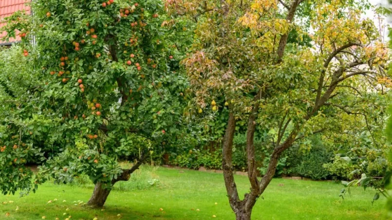 An apple tree standing in an orchard beside a pear tree