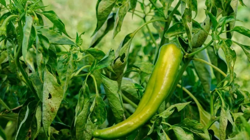 Anaheim Pepper Ripening on Plant