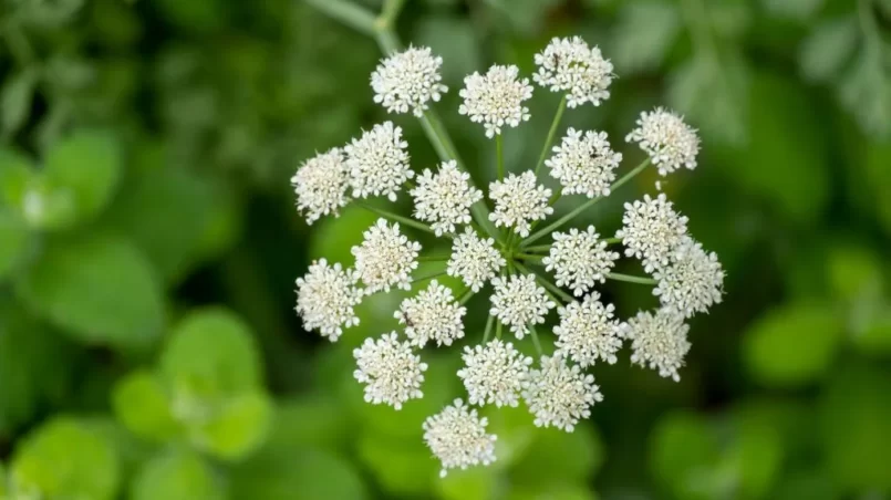 Anise flower