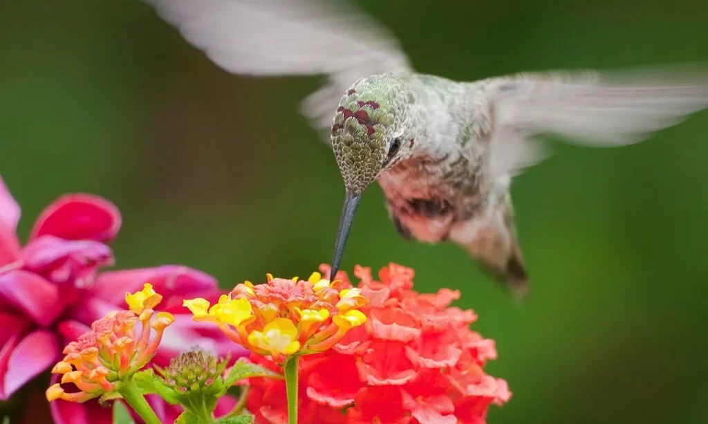 Anna's Hummingbird feeding on Lantana Flowers