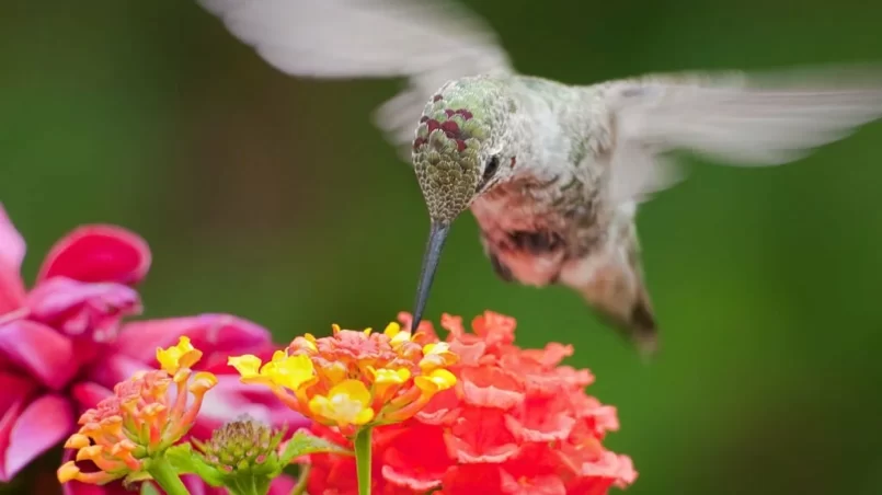 Anna's Hummingbird feeding on Lantana Flowers