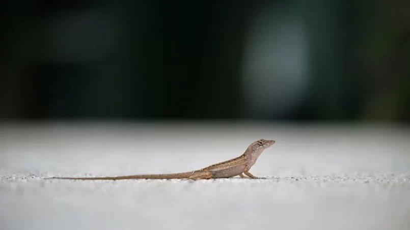 Anolis sagrei in backyard