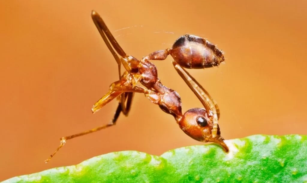 Ant bending body