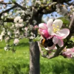 Apple blossom with a bee