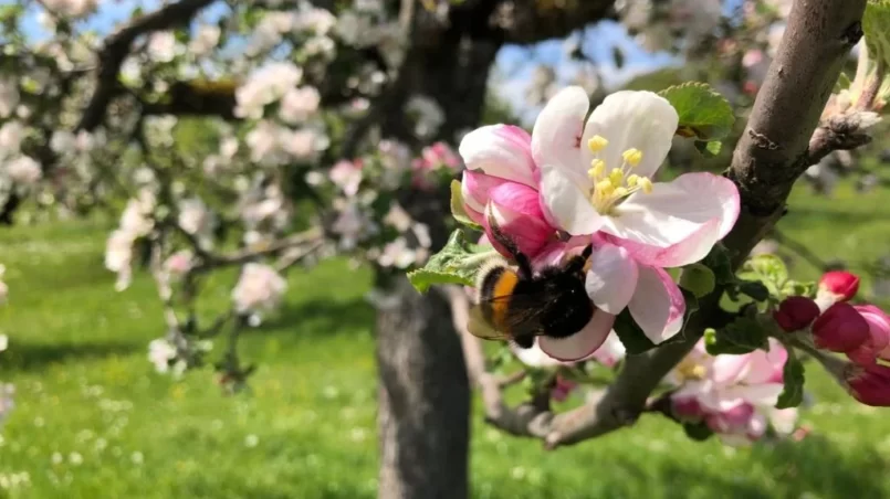 Apple blossom with a bee