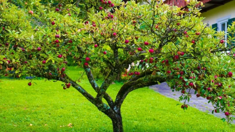 Apple tree with fruits