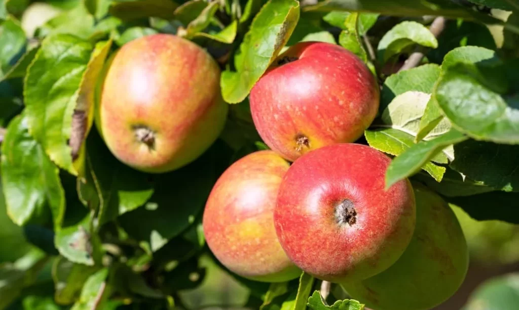 Apples in sunlight
