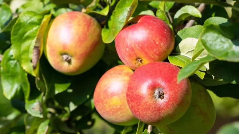 Apples in sunlight