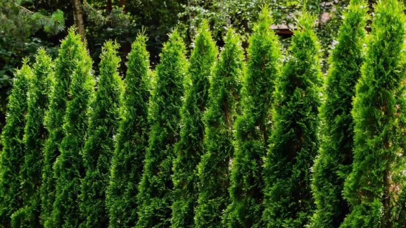 Arborvitae trees