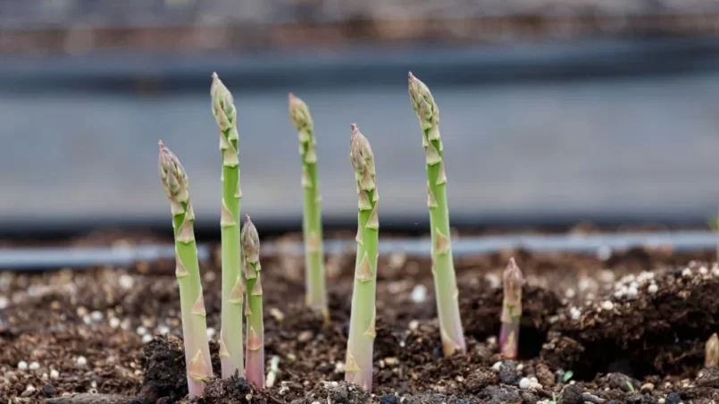 Asparagus in pot